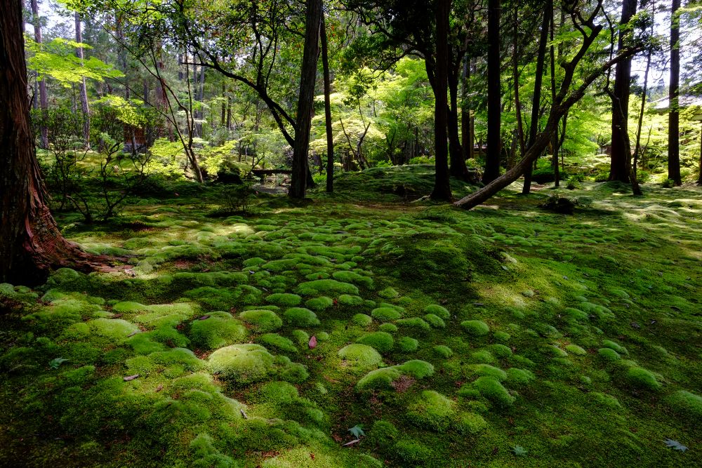 西芳寺（苔寺）