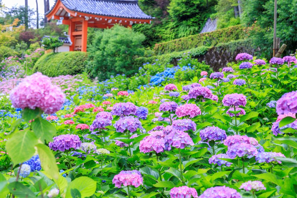 三室戸寺