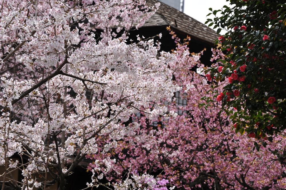higashihonganji (3)