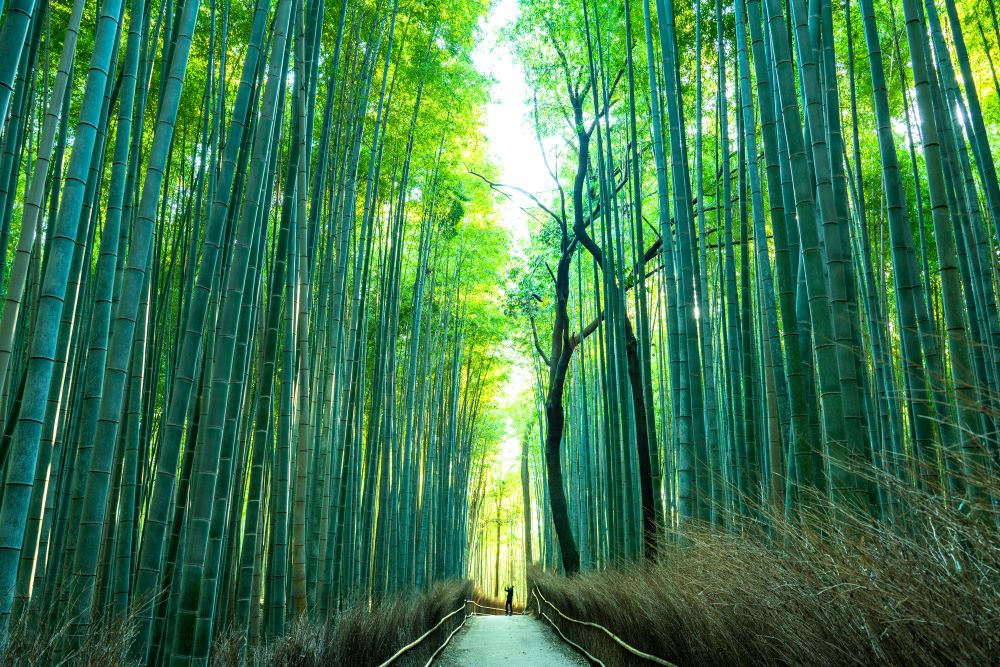 竹林の小径