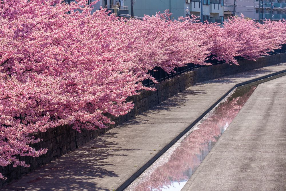淀水路の河津桜