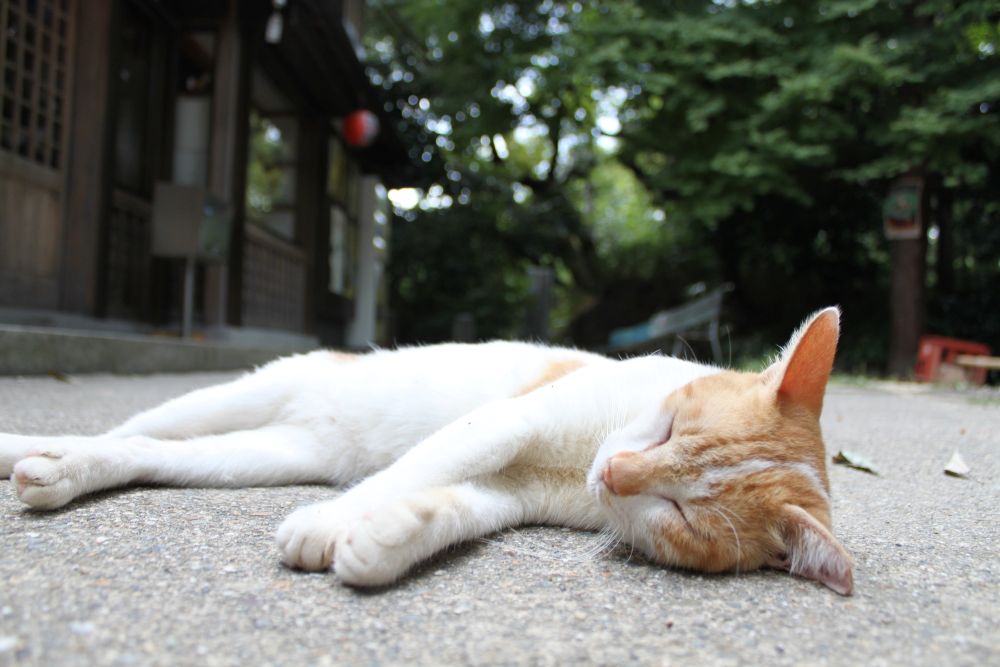 catinkyoto
